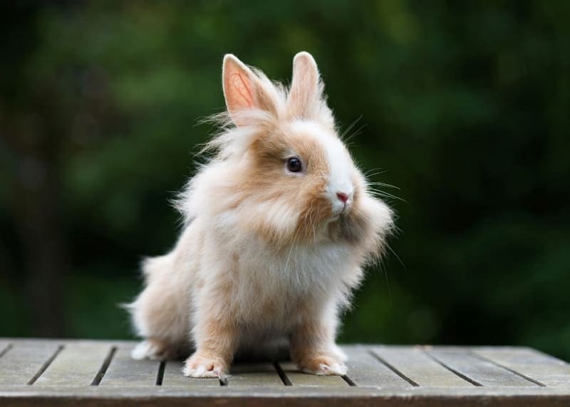 rabbits for christmas gifts