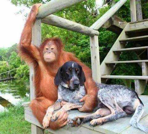 monkey and dog